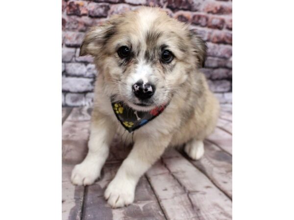 Miniature Aussiemo-DOG-Male-Merle-16290-Petland Wichita, Kansas