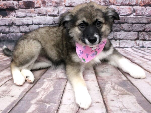 Miniature Aussiemo DOG Female Dark Sable 16289 Petland Wichita, Kansas