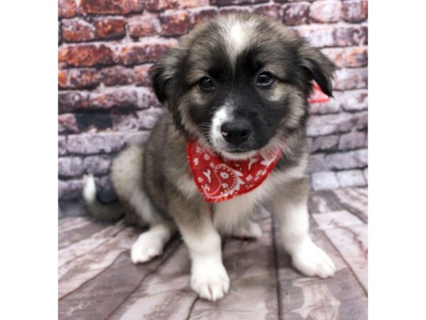 Miniature Aussiemo-DOG-Male-Dark Sable-16287-Petland Wichita, Kansas