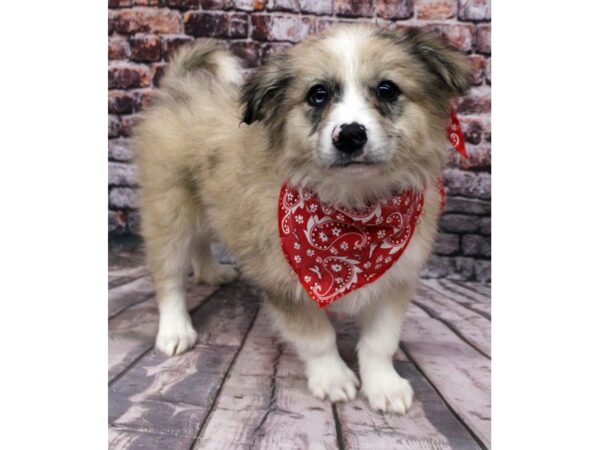 Miniature Aussiemo-DOG-Male-Merle-16286-Petland Wichita, Kansas