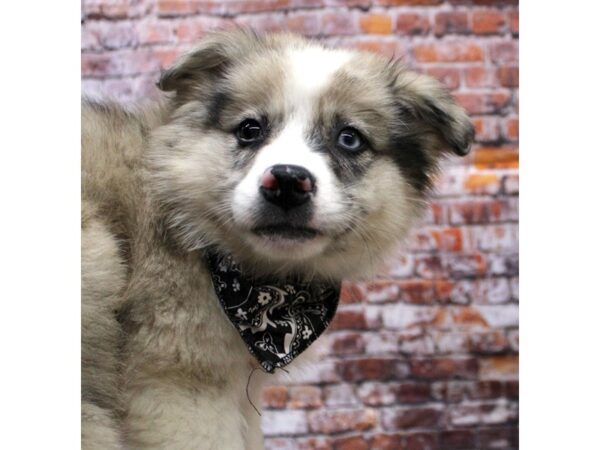 Miniature Aussiemo-DOG-Male-Merle-16285-Petland Wichita, Kansas