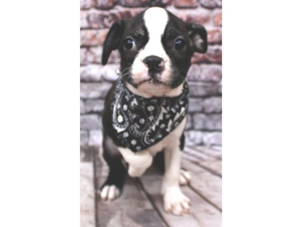 Boston Terrier DOG Male Black / White 16284 Petland Wichita, Kansas