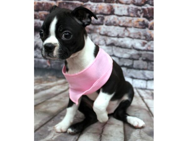 Boston Terrier DOG Female Black / White 16283 Petland Wichita, Kansas