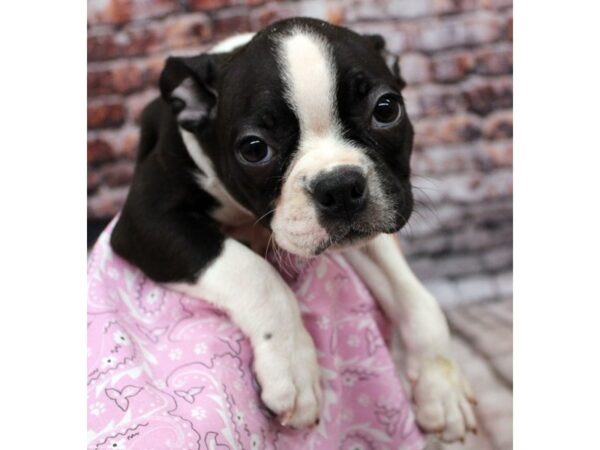 Boston Terrier DOG Female Black / White 16282 Petland Wichita, Kansas