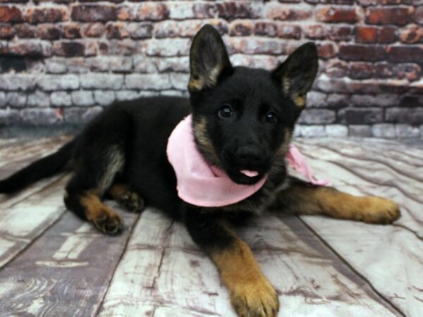 German Shepherd DOG Female Black &  Tan 16281 Petland Wichita, Kansas