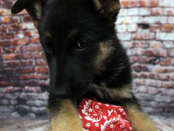 German Shepherd DOG Male Black &  Tan 16280 Petland Wichita, Kansas