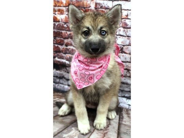 Pomsky DOG Female Wolf Sable - One Blue Eye 16311 Petland Wichita, Kansas