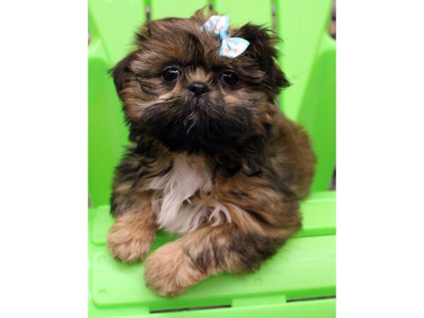 Shih Tzu-DOG-Female-Red Sable-16310-Petland Wichita, Kansas