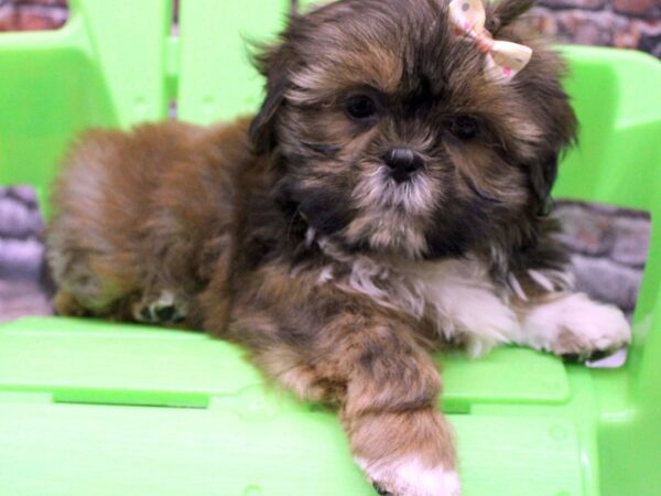 Shih Tzu-DOG-Female-Red Sable-16309-Petland Wichita, Kansas