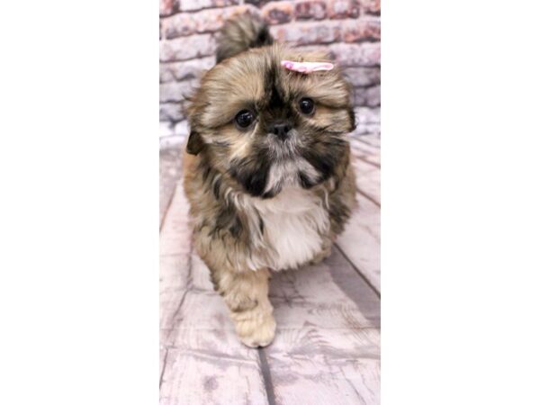 Shih Tzu-DOG-Female-Gold-16308-Petland Wichita, Kansas