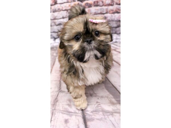 Shih Tzu DOG Female Gold 16308 Petland Wichita, Kansas