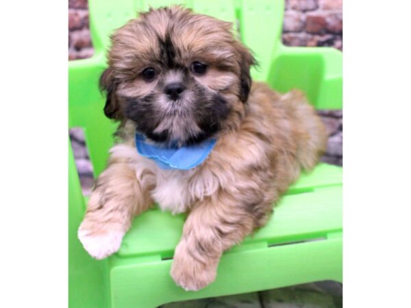 Shih Tzu DOG Male Gold 16307 Petland Wichita, Kansas