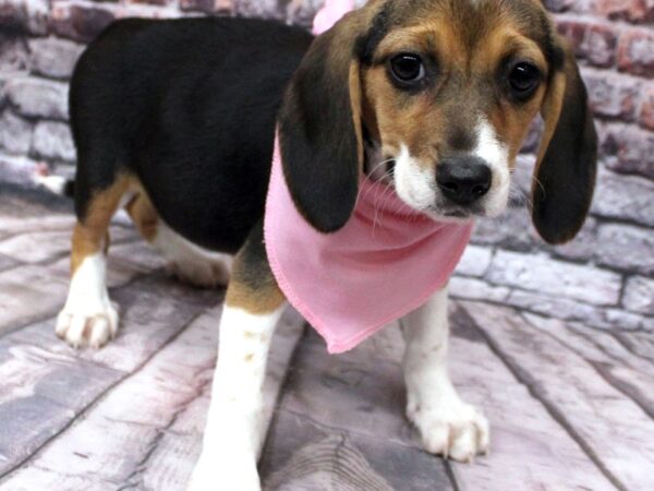 Beagle DOG Female Tri 16306 Petland Wichita, Kansas