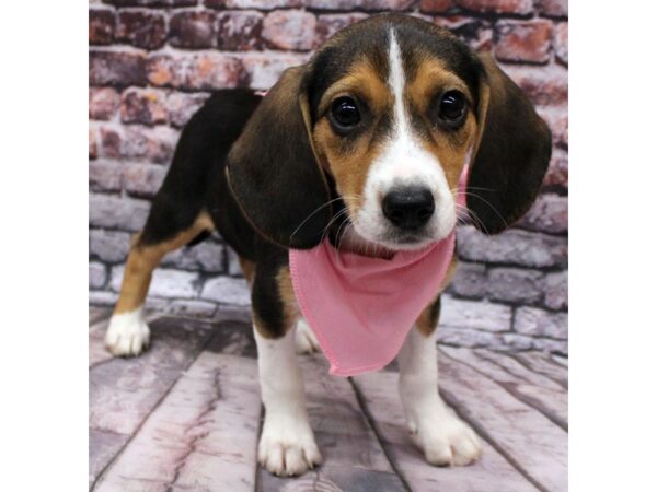 Beagle DOG Female Tri 16305 Petland Wichita, Kansas