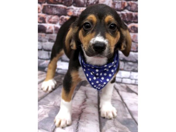 Beagle DOG Male Tri 16304 Petland Wichita, Kansas