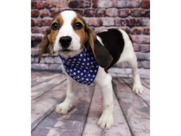 Beagle DOG Male Tri 16303 Petland Wichita, Kansas