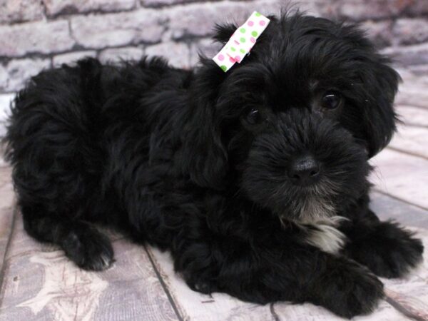 Shorkie DOG Male Black & White 16312 Petland Wichita, Kansas