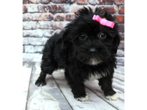 Shorkie DOG Female Black 16313 Petland Wichita, Kansas