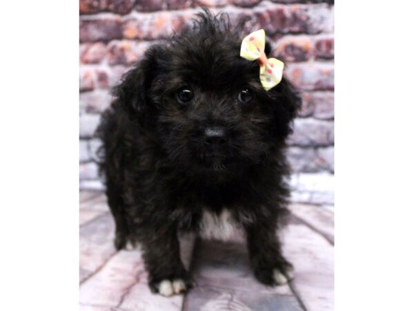 Shorkie-DOG-Female-Brindle-16314-Petland Wichita, Kansas