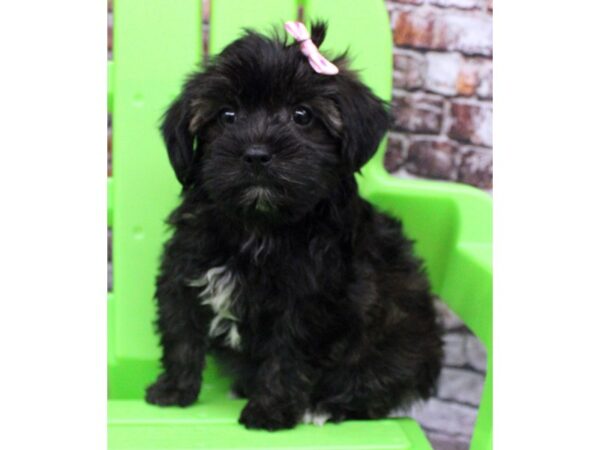 Shorkie DOG Female Brindle 16315 Petland Wichita, Kansas