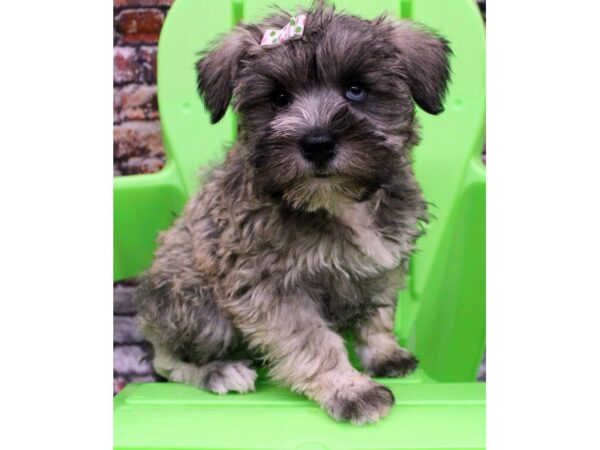 Miniature Schnauzer DOG Female Salt & Pepper - one blue eye 16323 Petland Wichita, Kansas