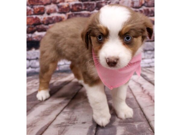 Miniature Australian Shepherd-DOG-Female-Red Tri - two blue eyes-16327-Petland Wichita, Kansas