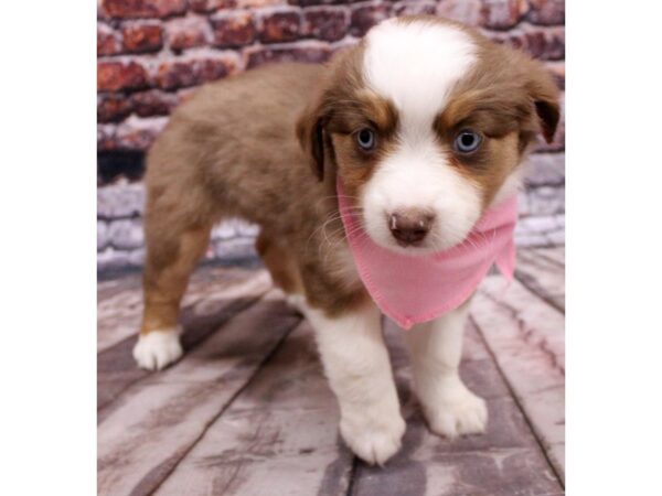 Miniature Australian Shepherd DOG Female Red Tri - two blue eyes 16327 Petland Wichita, Kansas