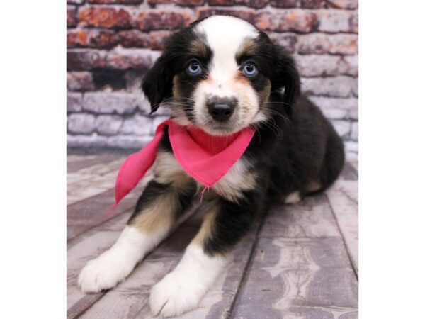 Miniature Australian Shepherd-DOG-Female-Black Tri - two blue eyes-16328-Petland Wichita, Kansas