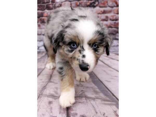 Miniature Australian Shepherd DOG Male Blue Merle - two blue eyes 16325 Petland Wichita, Kansas