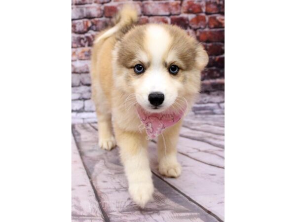 Pomsky-DOG-Female-Red & White - two blue eyes-16317-Petland Wichita, Kansas