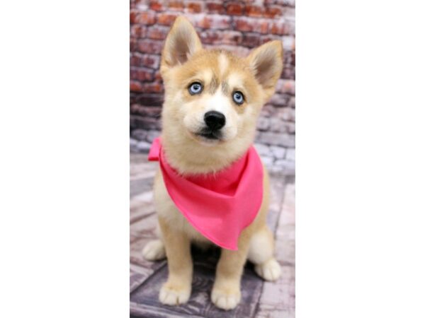 Pomsky-DOG-Female-Red & White - two blue eyes-16318-Petland Wichita, Kansas