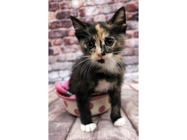 Adopt A Pet Kitten-CAT-Female-Tortishell-16320-Petland Wichita, Kansas