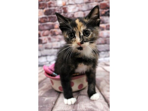 Adopt A Pet Kitten CAT Female Tortishell 16320 Petland Wichita, Kansas