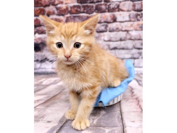 Adopt A Pet Kitten CAT Male Orange Tabby 16321 Petland Wichita, Kansas