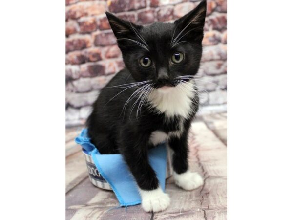 Adopt A Pet Kitten-CAT-Male-Black w/White Toes-16319-Petland Wichita, Kansas