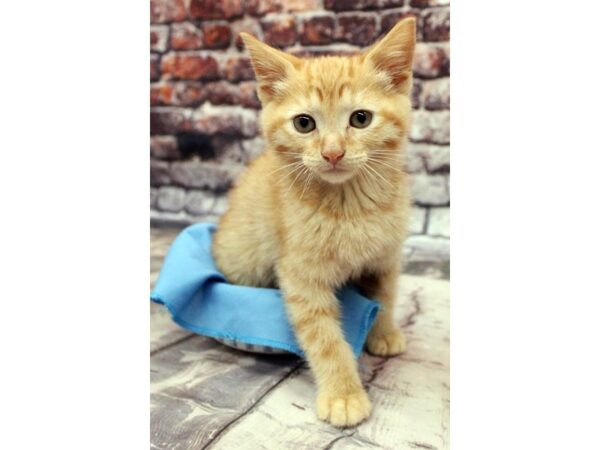 Adopt A Pet Kitten CAT Male Orange Tabby 16322 Petland Wichita, Kansas