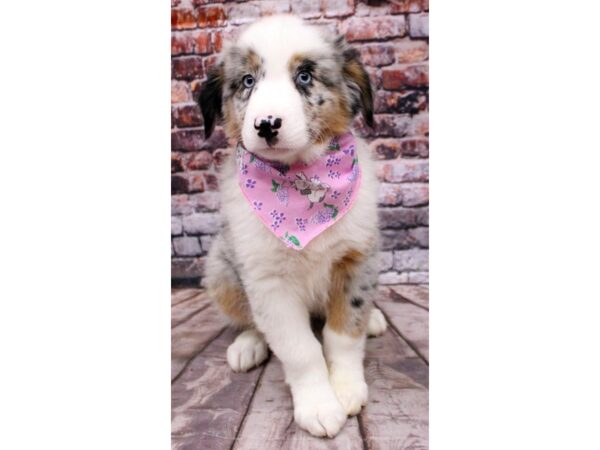 Australian Shepherd-DOG-Female-Blue Merle-16333-Petland Wichita, Kansas