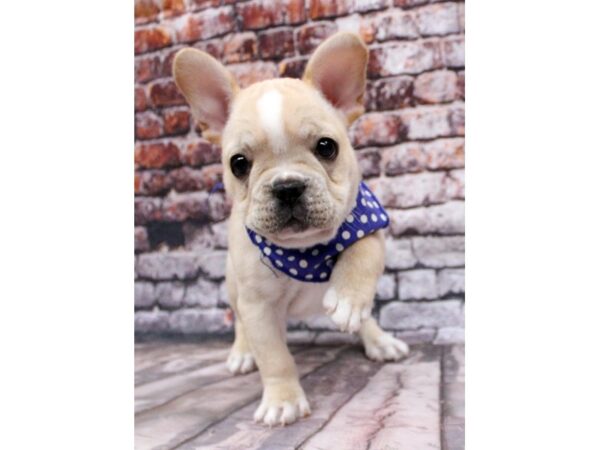 French Bulldog-DOG-Male-Cream & White-16330-Petland Wichita, Kansas