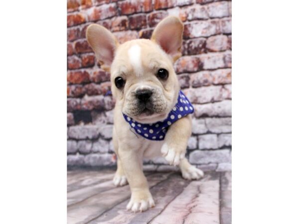 French Bulldog DOG Male Cream & White 16330 Petland Wichita, Kansas