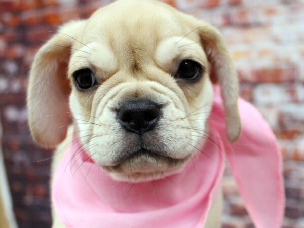 Pug Puggle DOG Female Cream Fawn 16329 Petland Wichita, Kansas