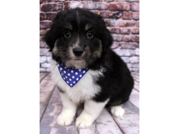 Miniature Australian Shepherd DOG Male Black Tri 16345 Petland Wichita, Kansas