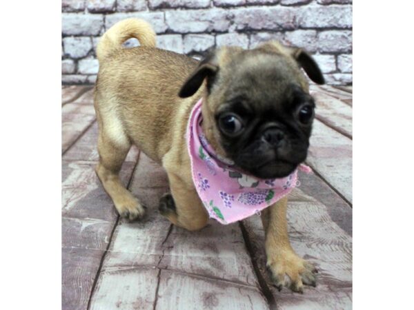 Pug DOG Female Fawn w/Blk Mask 16343 Petland Wichita, Kansas