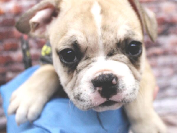 French Bulldog-DOG-Male-Fawn Merle-16341-Petland Wichita, Kansas