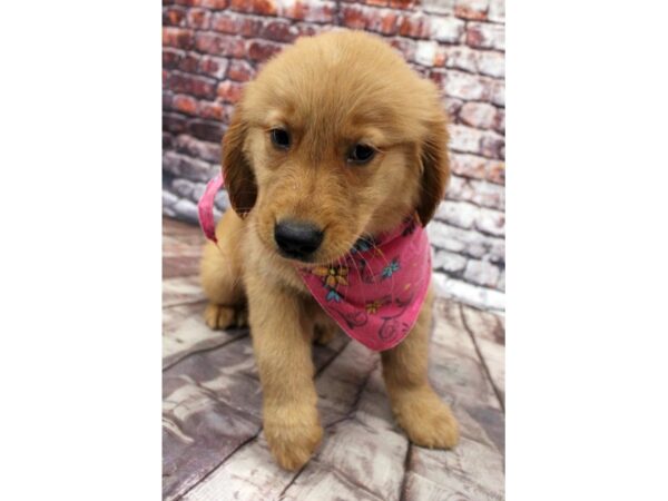 Golden Retriever DOG Female Gold 16339 Petland Wichita, Kansas