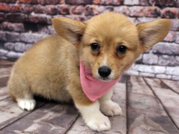 Pembroke Welsh Corgi DOG Female Red & White 16337 Petland Wichita, Kansas