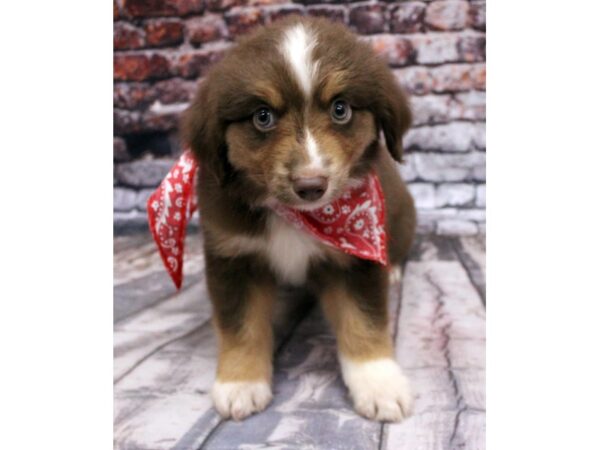 Miniature Australian Shepherd DOG Male Red Tri 16344 Petland Wichita, Kansas