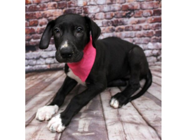 Great Dane DOG Female Black & White 16342 Petland Wichita, Kansas