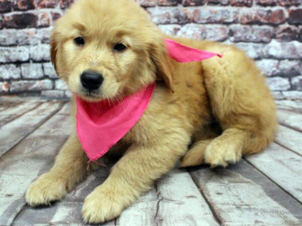 Golden Retriever DOG Female Gold 16338 Petland Wichita, Kansas