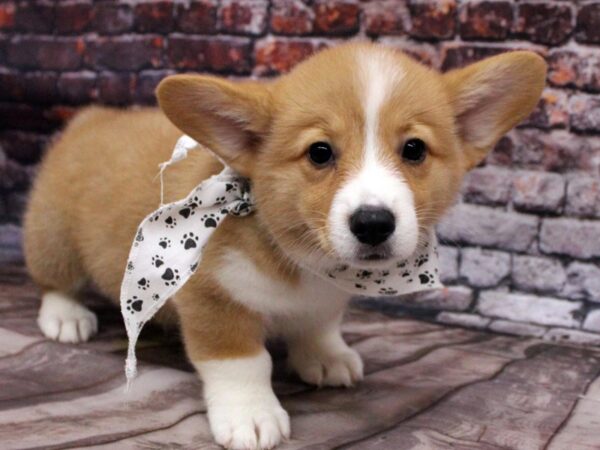 Pembroke Welsh Corgi-DOG-Male-Red & White-16336-Petland Wichita, Kansas