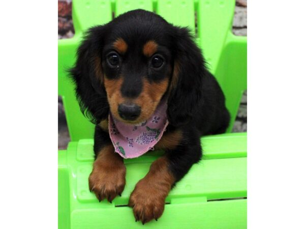 Miniature Dachshund DOG Female Long Hair - Black & Rust 16363 Petland Wichita, Kansas